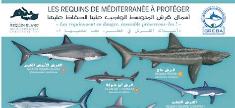 requin algerie|EXPLOITATION DES REQUINS EN ALGERIE